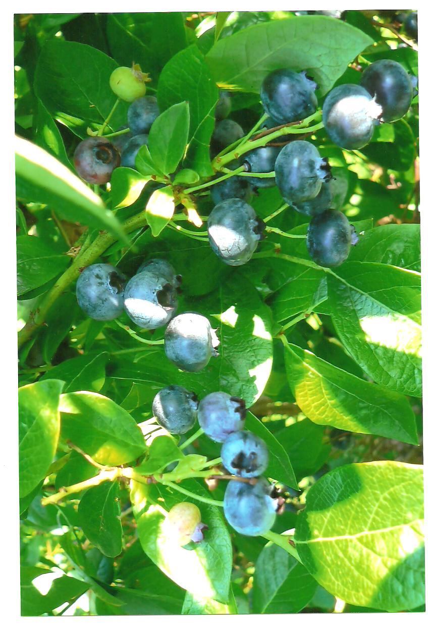 Powell's Patch Blueberries